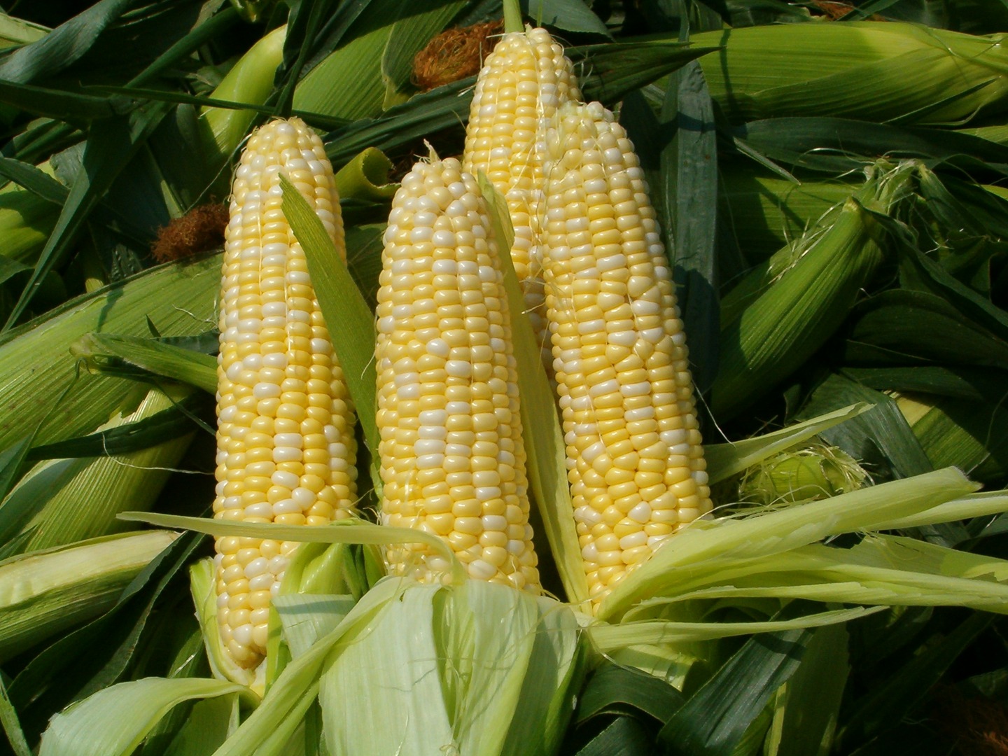 Corn Products